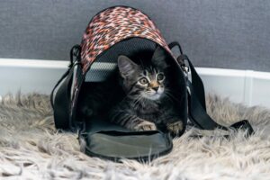 Moving House Cat Tips